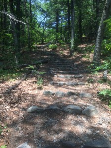 steps in the woods